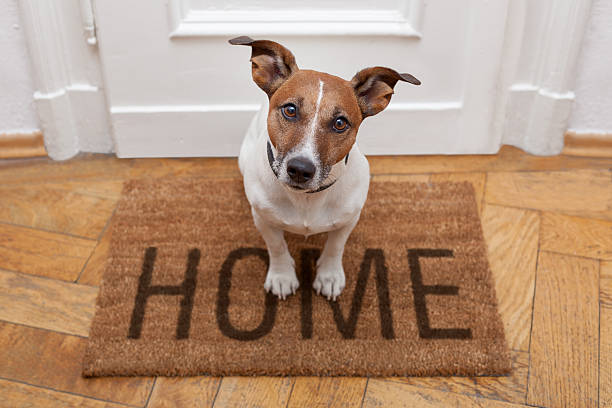 Preparare casa per un nuovo cane: consigli pratici per un benvenuto felice e sicuro