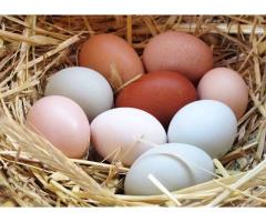 Uova fresche dal contadino