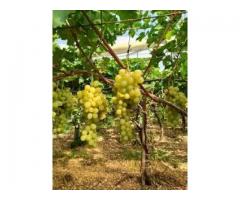 Uva da vino bianca zona Frascati DOC