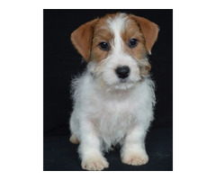Jack Russell Terrier - Cuccioli Altamente Selezionati